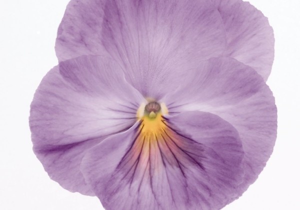 Viola wittrockiana Inspire Lavender Pink