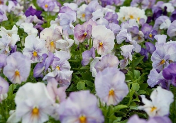 Viola wittrockiana Inspire Lavender Pink
