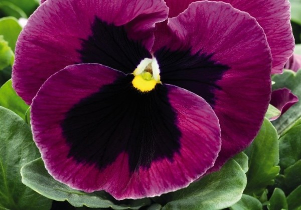 Viola wittrockiana Inspire PLUS Pink Shades