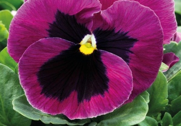 Viola wittrockiana Inspire PLUS Pink Shades