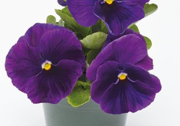 Viola wittrockiana Inspire PLUS Violet
