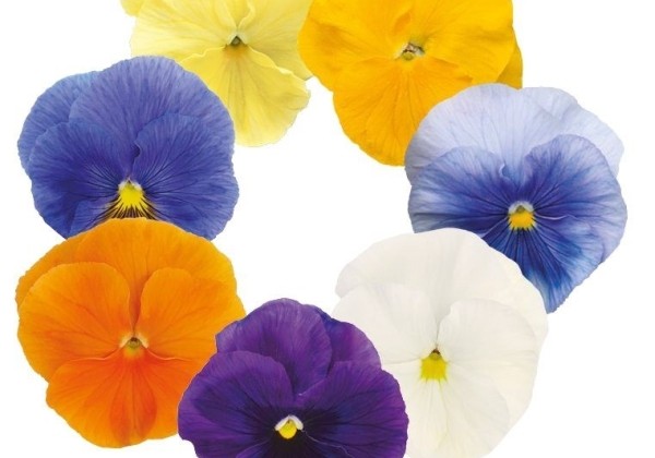 Viola wittrockiana Inspire PLUS Clear Mix