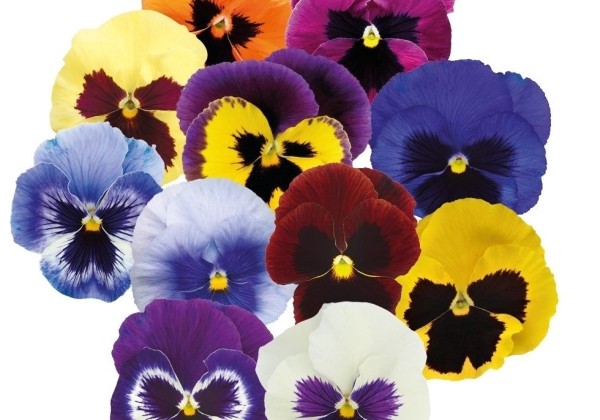 Viola wittrockiana Inspire PLUS Blotch Mix
