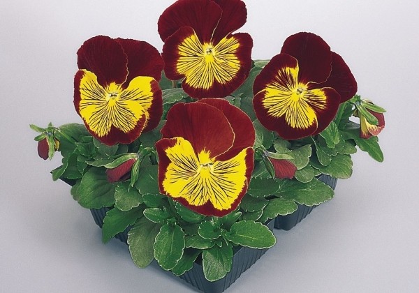Viola wittrockiana Cats Red & Gold