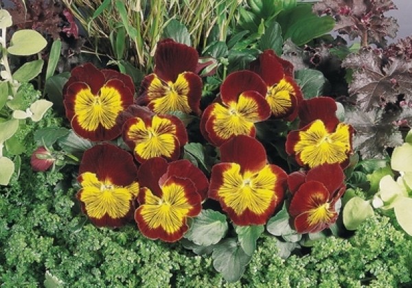 Viola wittrockiana Cats Red & Gold