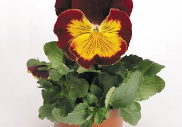 Viola wittrockiana Cats Red & Gold