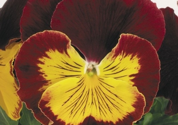 Viola wittrockiana Cats Red & Gold