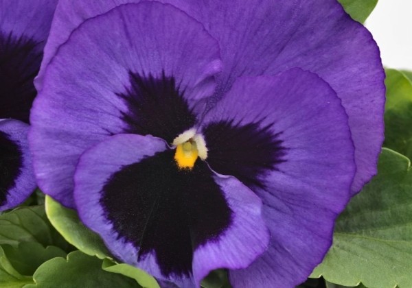 Viola wittrockiana Inspire DeluXXe Blue Surprise
