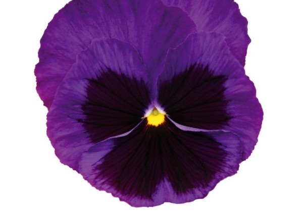 Viola wittrockiana Inspire DeluXXe Deep Blue Bloch