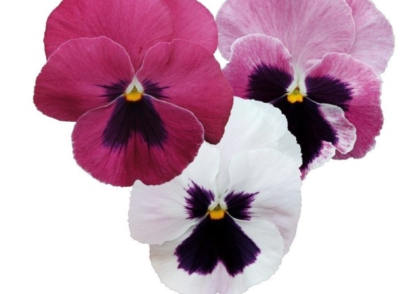 Viola wittrockiana Inspire DeluXXe Pink Surprise Blotch