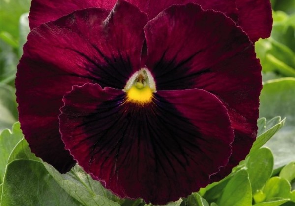 Viola wittrockiana Inspire DeluXXe Rose Blotch