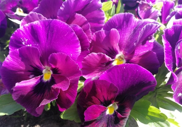 Viola wittrockiana Inspire DeluXXe Rose Velour
