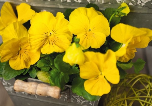 Viola wittrockiana Inspire DeluXXe Yellow