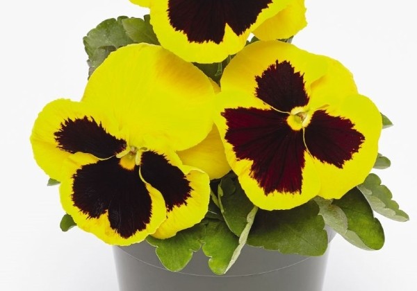 Viola wittrockiana Inspire DeluXXe Yellow Bloch
