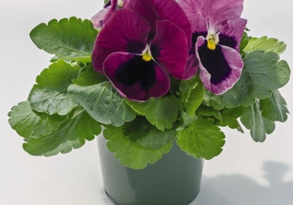 Viola wittrockiana Inspire DeluXXe Light Rose Blotch