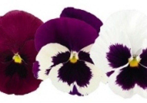 Viola wittrockiana Inspire DeluXXe Blotch Mix