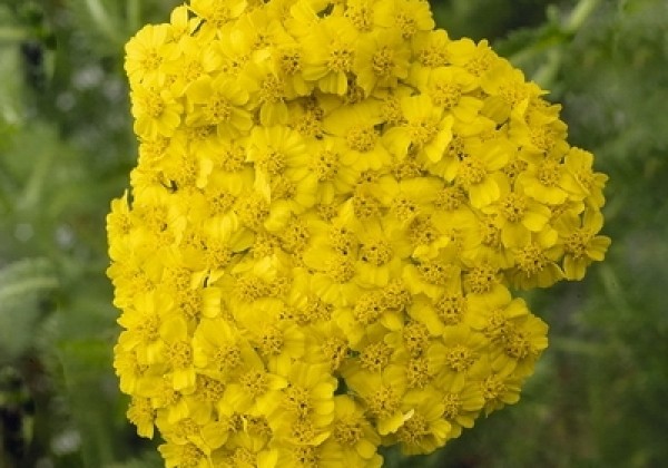 Achillea millefolium Desert Eve Yellow