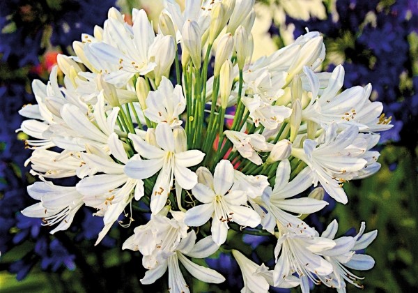 Agapanthus africanus Best in Show (XXL)