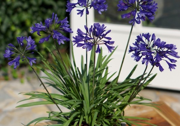 Agapanthus africanus Brillant Blue (XXL)