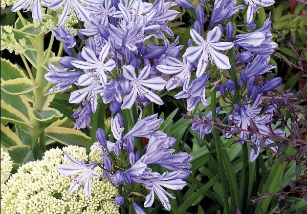 Agapanthus africanus Charlotte (XXL)