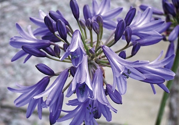 Agapanthus africanus His Majesty (XXL)