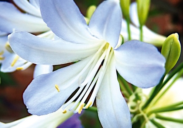 Agapanthus africanus Silver Baby (XXL)