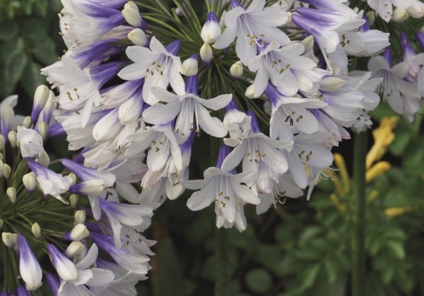 Agapanthus africanus Twister (XXL)