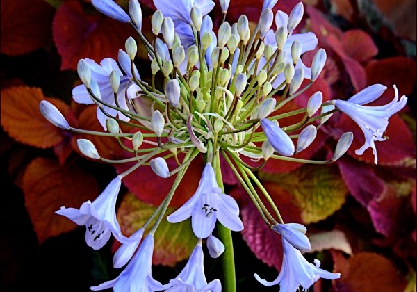 Agapanthus africanus Turquoise Princess (XXL)