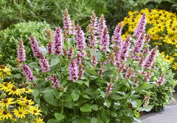 Agastache hybrida Beelicious Pink