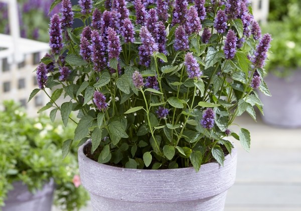Agastache hybrida Beelicious Purple