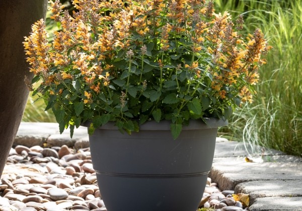 Agastache hybrida Apadana  Orange