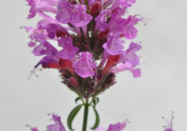 Agastache hybrida Apadana Rose