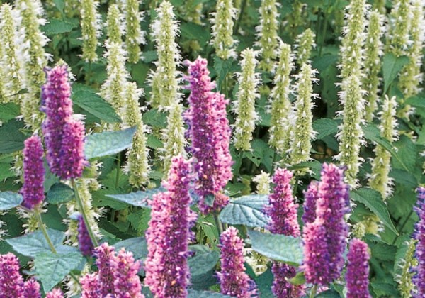 Agastache mexicana Bavaria