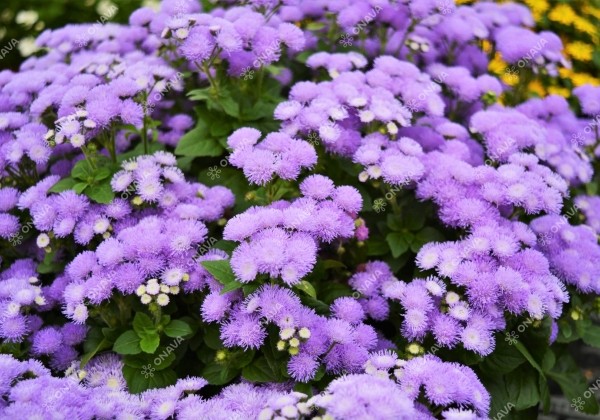 Ageratum houstonianum Ariella Blue