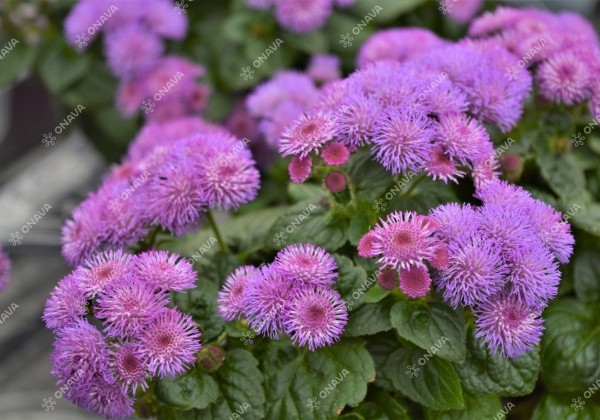 Ageratum houstonianum Ariella Violet