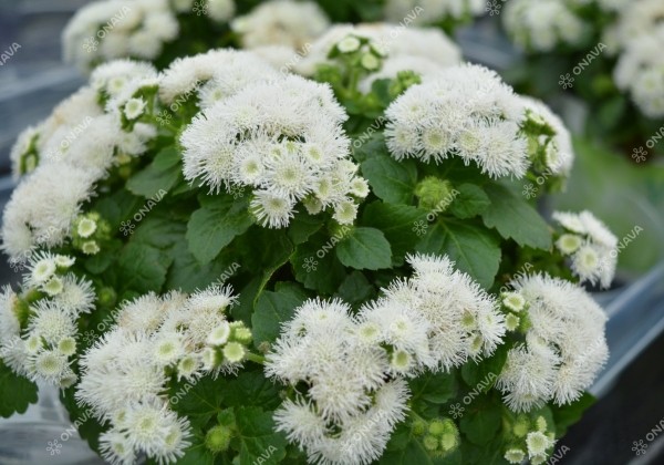 Ageratum houstonianum Ariella White