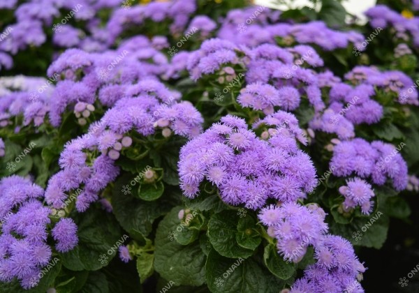 Ageratum houstonianum Ariella Patio Blue