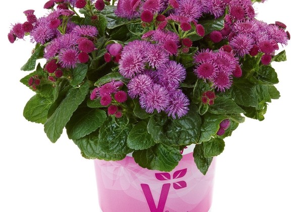 Ageratum houstonianum Ariella Patio Rose