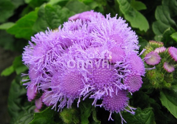 Ageratum houstonianum Ariella Power Blue