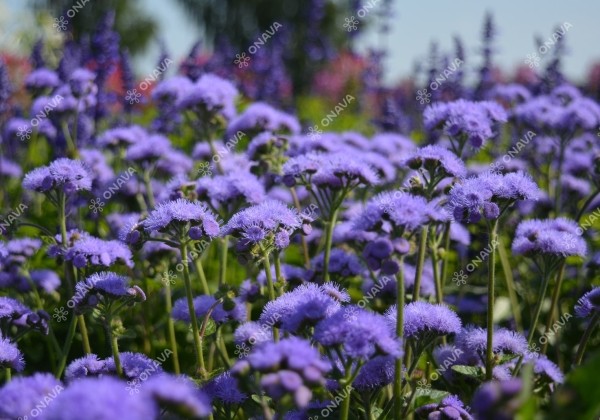 Ageratum houstonianum Blue Horizon