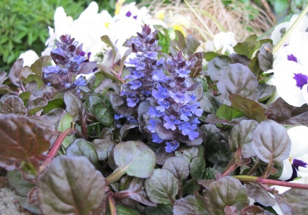 Ajuga reptans Atropurpurea