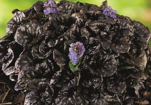 Ajuga reptans Black Scallop