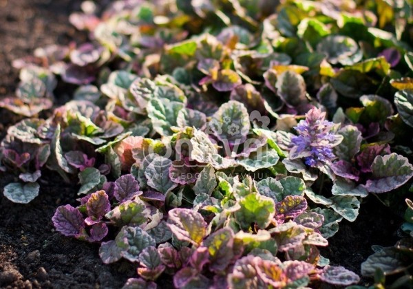 Ajuga reptans Burgundy Glow