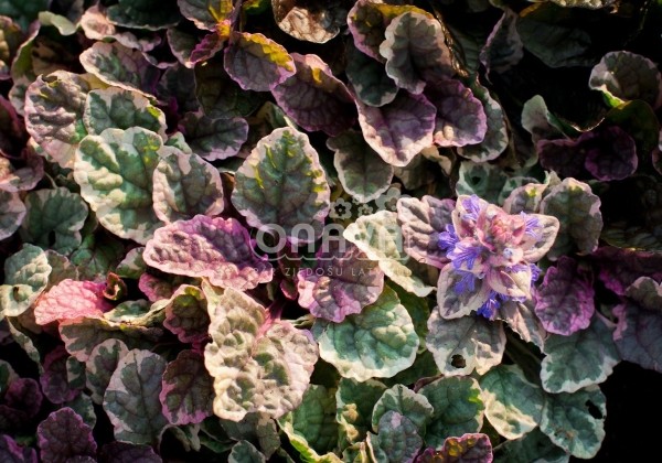 Ajuga reptans Burgundy Glow