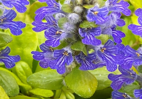 Ajuga reptans Feathered Friends Cordial Canary