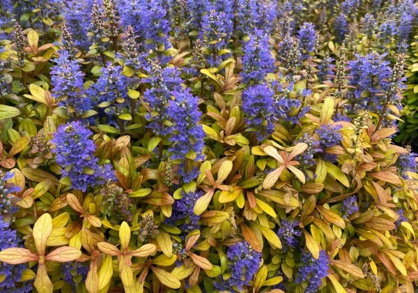 Ajuga reptans Feathered Friends Fancy Finch