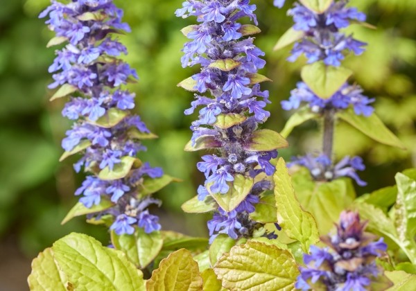 Ajuga reptans Feathered Friends Tropical Toucan