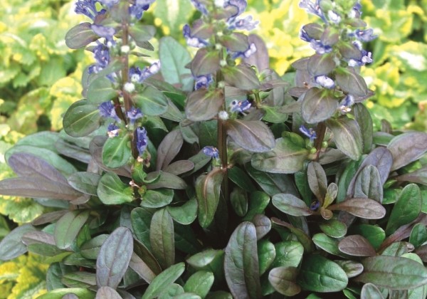 Ajuga reptans Mini Mahogany