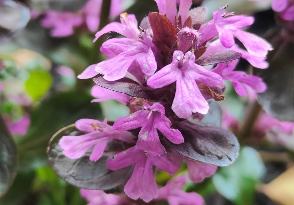 Ajuga reptans Midnight Mystery