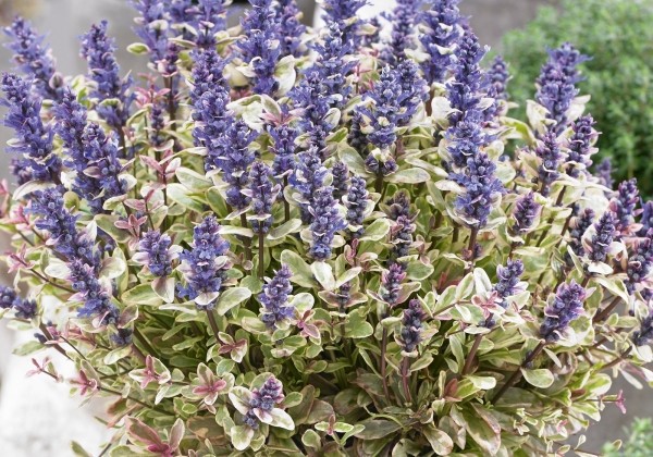 Ajuga reptans Princess Nadia